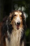 BARZOI 173